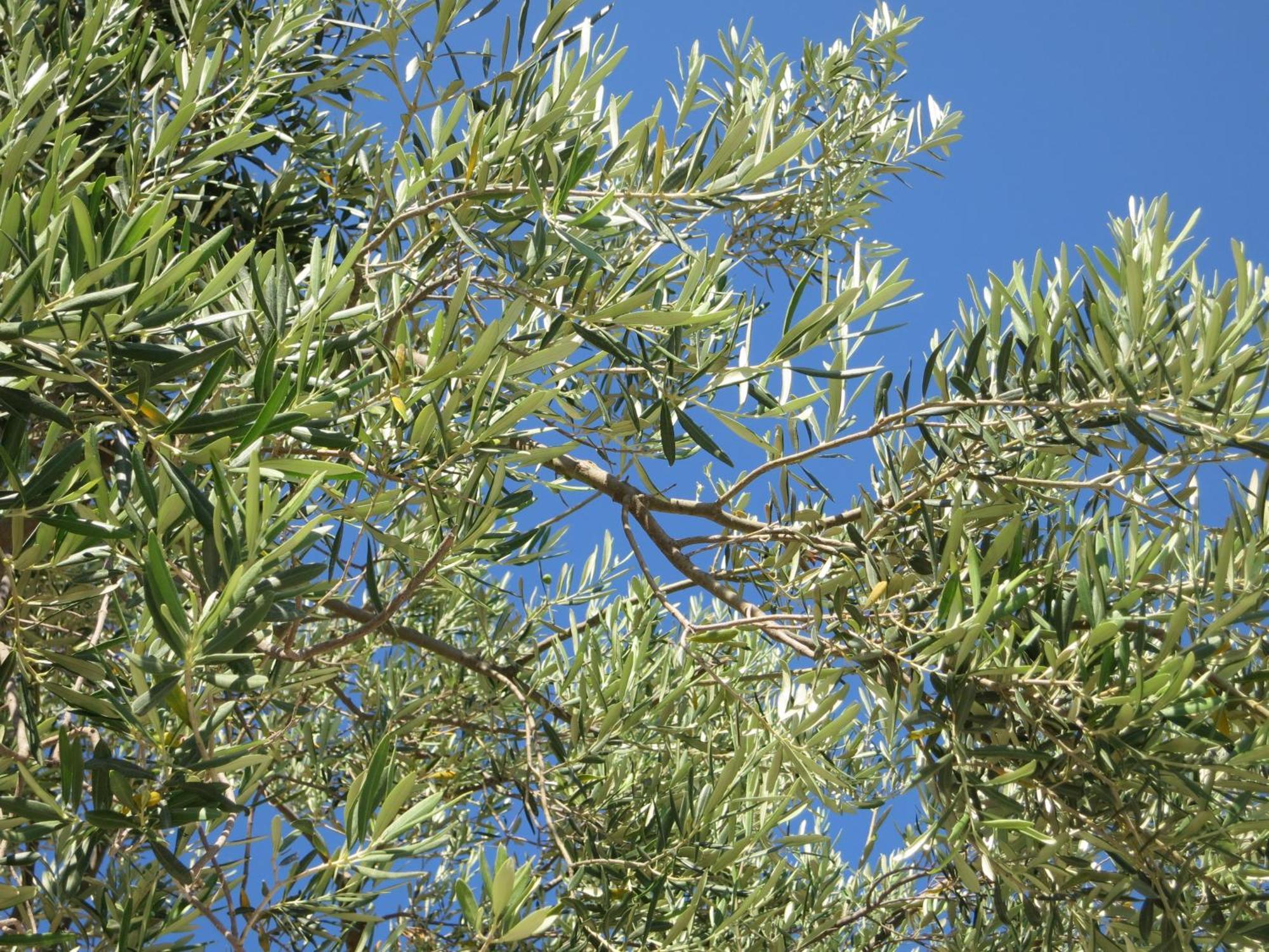 אפרטהוטל פלומרי Sea Sun מראה חיצוני תמונה